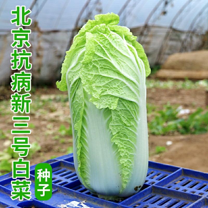 Sementes De Repolho Resistente Beijing Xin San Hao Para Armazenamento De Outono E Inverno, Sementes De Repolho Para Hortas Caseiras E Vegetais De Campo.  |   Sementes De Vegetais Sementes De Vegetais Sementes De Vegetais