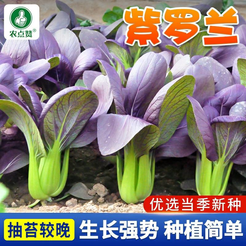 Sementes De Repolho Roxo, Sementes De Couve Chinesa De Quatro Estações, Sementes De Couve Verde, Sementes De Repolho Vermelho E Roxo, Sementes De Vegetais Para Cultivo Em Varandas.  |   Sementes De Vegetais Sementes De Vegetais Sementes De Vegetais