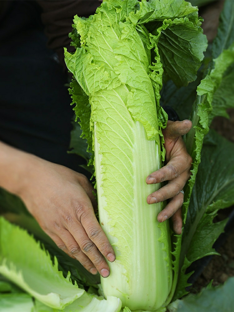 Sementes De Repolho Verde Tianjin, Sementes De Folhas De Mostarda, Sementes De Outono, Sementes De Primavera E Outono, Sementes Precoces Para As Estações De Outono E Inverno, Nordeste.  |   Sementes De Vegetais Sementes De Vegetais Sementes De Vegetais