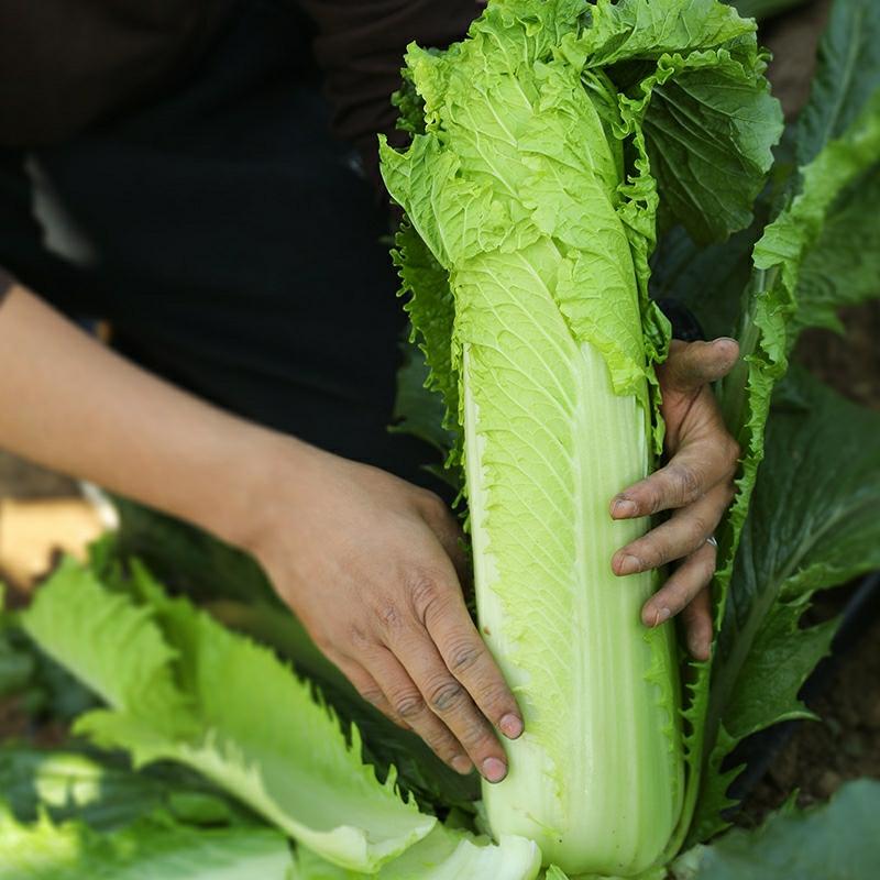 Sementes De Repolho Verde Tianjin, Sementes De Folhas De Mostarda, Vegetais De Outono, Sementes Precoces Para Outono E Inverno, Cultivo De Quatro Estações.  |   Sementes De Vegetais Sementes De Vegetais Sementes De Vegetais