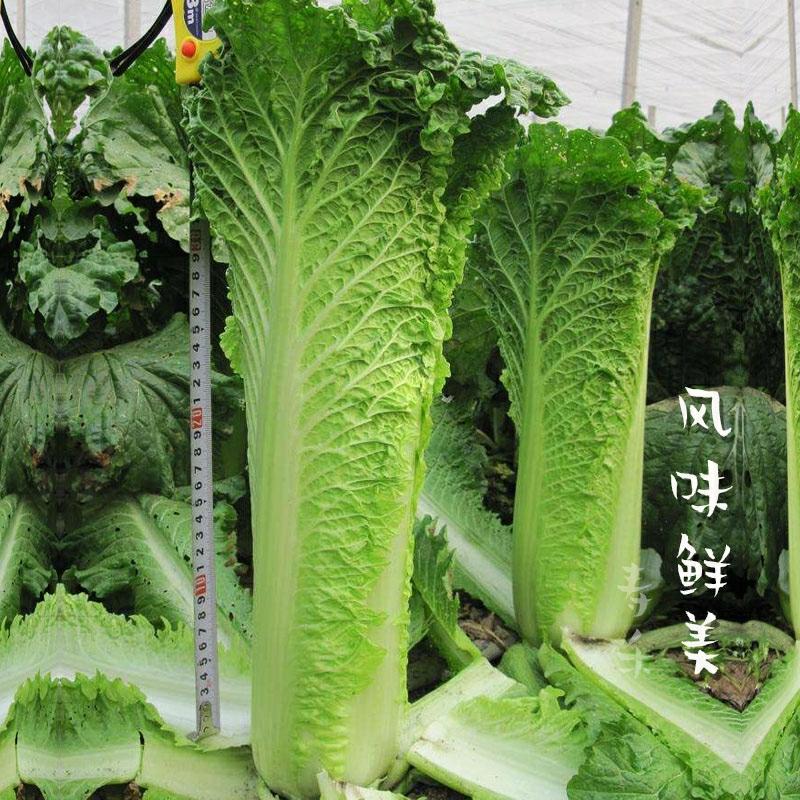 Sementes De Repolho Verde Tianjin, Sementes De Folhas Verdes, Alta Produtividade No Outono, Sementes De Vegetais De Outono, Vegetais De Inverno Para Todas As Estações.  |   Sementes De Vegetais Sementes De Vegetais Sementes De Vegetais