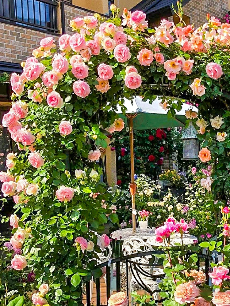 Sementes De Rosa Para Plantio Ao Ar Livre, Plantas Trepadeiras Que Florescem Durante Todo O Ano, Sementes De Rosa Para Jardim E Trepadeiras.  |   Sementes De Plantas Sementes De Plantas Sementes De Plantas