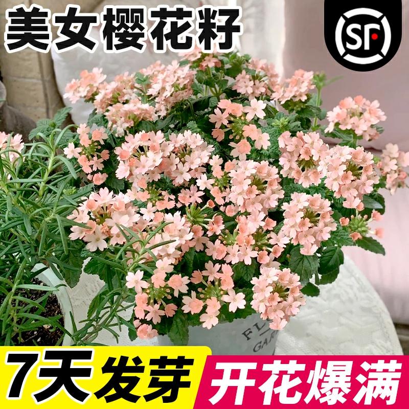 Sementes De Sakura Bonita – Plantas Em Vaso Com Folhas Finas, Sementes De Flores Para Plantio Em Todas As Estações, Florescer Em Varandas, Jardins E Ambientes Internos E Externos.  |   Sementes De Plantas Sementes De Plantas Sementes De Plantas