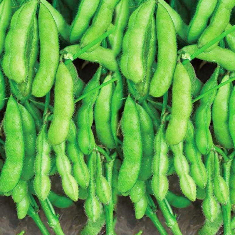 Sementes De Soja Verde Precoce – Variedades De Soja Amarela Para Alta Produção – Sementes De Edamame Gigante – Sementes De Soja Verde Para Todas As Estações – Sementes De Vegetais De Verão.  |   Sementes De Vegetais Sementes De Vegetais Sementes De Vegetais