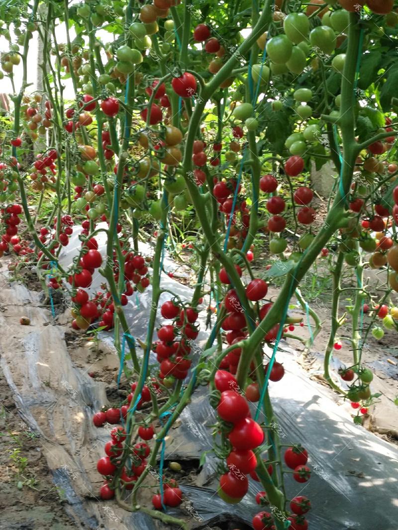 Sementes De Tomate Cereja Taiwanês Millennium, Sementes De Tomate Com Polpa Macia, Tomate Santa, Mudas De Vegetais, Mudas De Tomate Para A Primavera E Para Todas As Estações.  |   Sementes De Vegetais Sementes De Vegetais Sementes De Vegetais