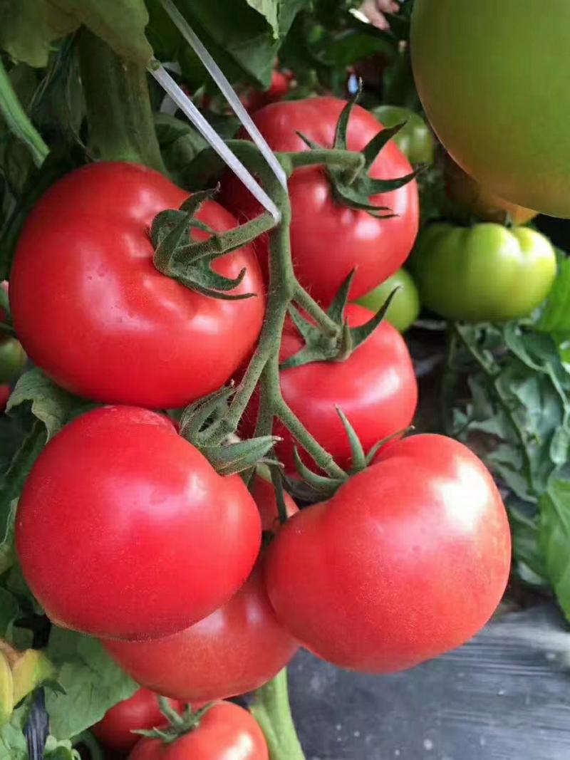 Sementes De Tomate “Chunji Fenli Ren” – Mudas De Tomate Para Cultivo Em Vaso, Vegetais De Quatro Estações.  |   Sementes De Vegetais Sementes De Vegetais Sementes De Vegetais