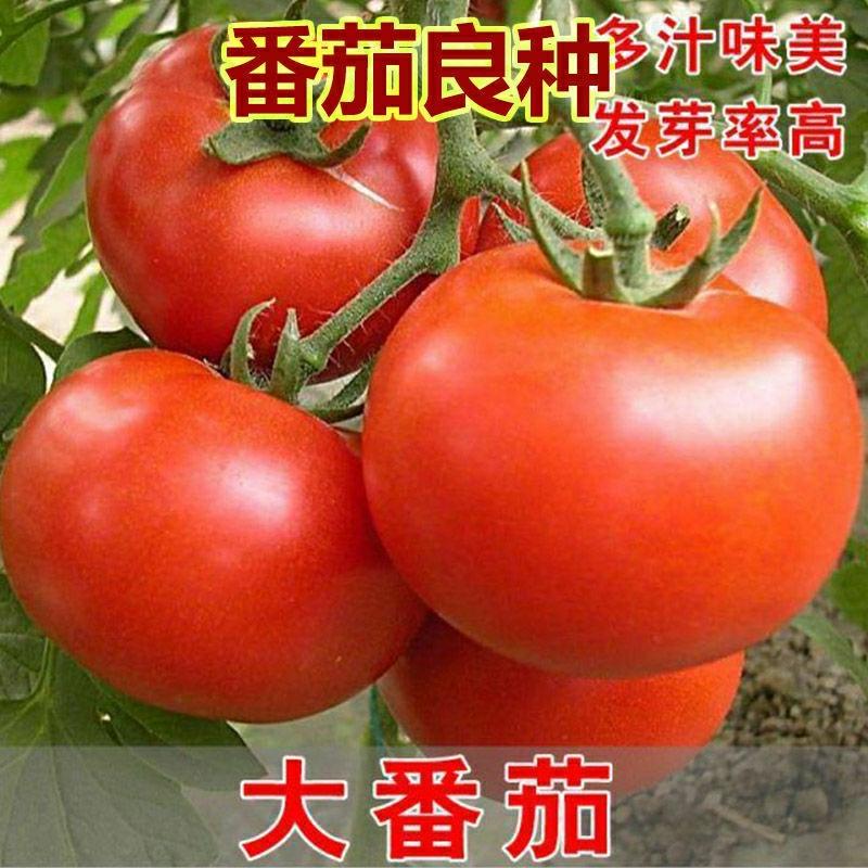 Sementes De Tomate De Alta Produtividade, Super Doces E Grandes, Para Cultivo De Tomates Vermelhos. Ideal Para Primavera E Outono, Resistentes Ao Calor. Sementes De Vegetais E Frutas.  |   Sementes De Frutas Sementes De Frutas Sementes De Frutas