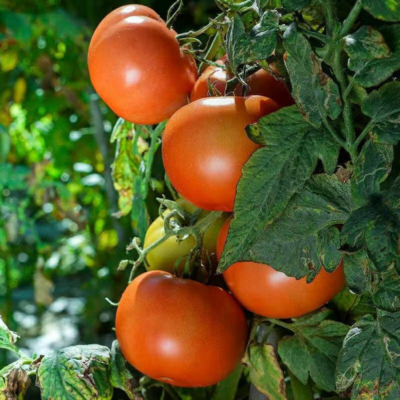 Sementes De Tomate Grande, Sementes De Tomate Cereja, Variedade Santa, Marca Qiangfeng, Alta Produtividade, Boas Sementes, Pequenos Tomates.  |   Sementes De Plantas Sementes De Plantas Sementes De Plantas