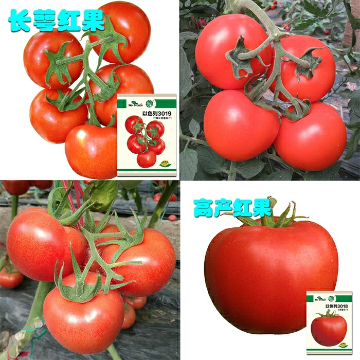 Sementes De Tomate Israel 3018, Tomate 3019, Fruto Grande Vermelho, Alta Produção, Sementes De Vegetais.  |   Sementes De Frutas Sementes De Frutas Sementes De Frutas