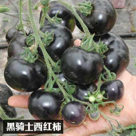 Sementes De Tomate Preto Cherry Black Knight, Mudas De Tomate Preto Para Todas As Estações, Sementes De Tomate Preto, Vegetais De Primavera.  |   Sementes De Vegetais Sementes De Vegetais Sementes De Vegetais