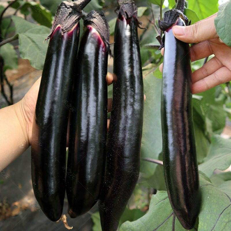 Sementes De Vegetais, Berinjela Negra, Sementes De Vegetais Para Primavera E Outono, Sementes Para Todas As Estações, Mudas De Berinjela Redonda E Longa.  |   Sementes De Vegetais Sementes De Vegetais Sementes De Vegetais