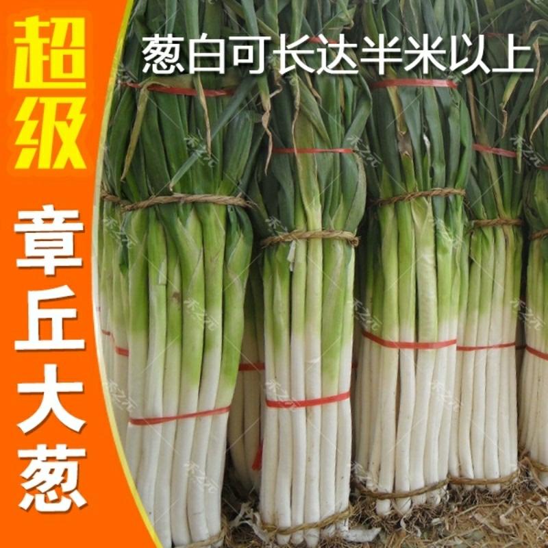 Sementes De Vegetais: Cebolinha De Zhangqiu, Shandong – Sementes De Primavera, Outono E Inverno Para Cultivo De Vegetais Frescos Durante Todo O Ano.  |   Sementes De Vegetais Sementes De Vegetais Sementes De Vegetais