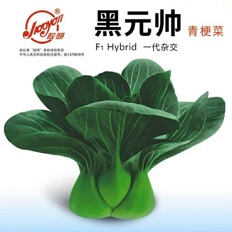 Sementes De Vegetais De Couve Shanghai, Sementes De Couve De Inverno, Sementes De Couve De Quatro Estações, Sementes De Bok Choy De Suzhou, Sementes De Couve De Folhas Verdes.  |   Sementes De Vegetais Sementes De Vegetais Sementes De Vegetais