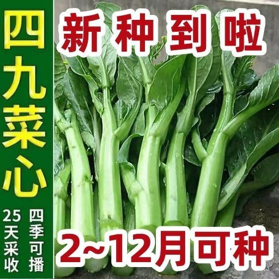 Sementes De Vegetais De Estação Rápida, 25 Dias Para Colheita, Variedade De Coração De Vegetais De Guangdong, Coração Crocante E Doce, Resistente Ao Calor, Vegetais Verdes De Alta Temperatura Para Cultivo Em Casa.  |   Sementes De Vegetais Sementes De Vegetais Sementes De Vegetais