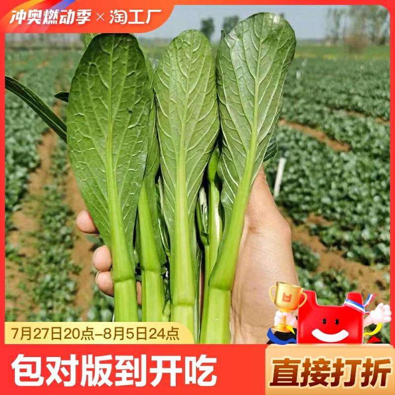 Sementes De Vegetais De Guangdong, Como O Coração De Couve, Couve Vermelha, Couve Chinesa E Brotos De Vegetais De Quatro Estações, Mudas De Vegetais De Zengcheng, Sementes De Vegetais De Crescimento Rápido.  |   Sementes De Vegetais Sementes De Vegetais Sementes De Vegetais