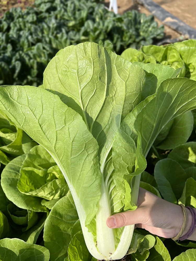 Sementes De Vegetais De Rápido Crescimento: Sementes De Couve-Flor, Sementes De Couve, Sementes De Repolho, Sementes De Vegetais De Primavera E Sementes De Vegetais Para Cultivo Em Varandas.  |   Sementes De Vegetais Sementes De Vegetais Sementes De Vegetais