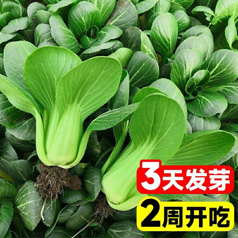 Sementes De Vegetais De Shanghai: Sementes De Couve Chinesa, Sementes De Couve De Inverno, Sementes De Couve De Verão, Sementes De Couve Anã, Sementes De Vegetais Resistentes Ao Frio E Ao Calor.  |   Sementes De Vegetais Sementes De Vegetais Sementes De Vegetais