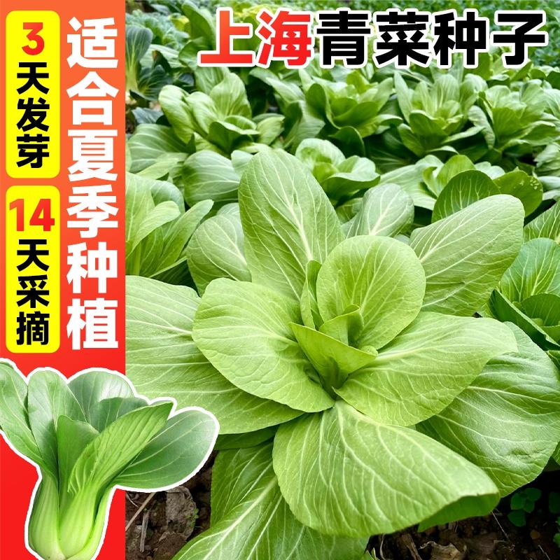 Sementes De Vegetais De Shanghai, Sementes De Repolho, Sementes De Mostarda, Sementes De Couve Resistente Ao Calor Para Todas As Estações, Variedades De Sementes De Legumes.  |   Sementes De Vegetais Sementes De Vegetais Sementes De Vegetais