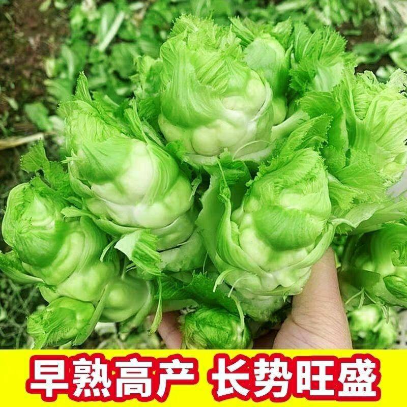 Sementes De Vegetais De Sichuan, Sementes De Couve Chinesa, Sementes De Couve-De-Bruxelas, Sementes De Vegetais De Outono, Sementes De Amadurecimento Precoce, Fáceis De Cultivar, Embalagem Original.  |   Sementes De Vegetais Sementes De Vegetais Sementes De Vegetais