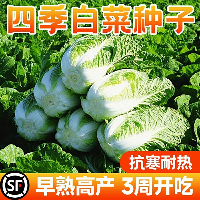 Sementes De Vegetais De Varanda: Grande Variedade De Sementes De Repolho, Precoce, Resistente Ao Frio, Tolerante Ao Calor, Alta Produtividade E Colheita, Sementes De Couve-Chinesa Para O Outono.  |   Sementes De Vegetais Sementes De Vegetais Sementes De Vegetais