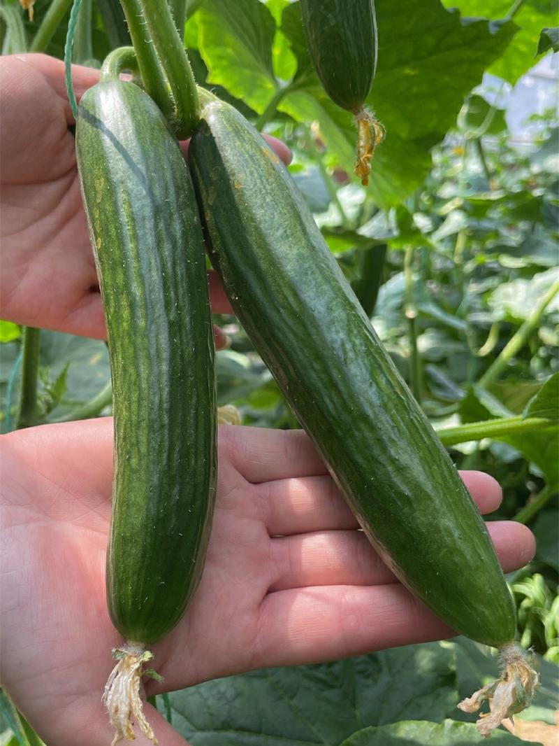 Sementes De Vegetais, Sementes De Frutas, Sementes De Pepino, Guia Completo De Sementes, Mudas De Quatro Estações, Cultivo Em Vaso, Sementes De Pepino, Sementes De Frutas Secas.  |   Sementes De Vegetais Sementes De Vegetais Sementes De Vegetais