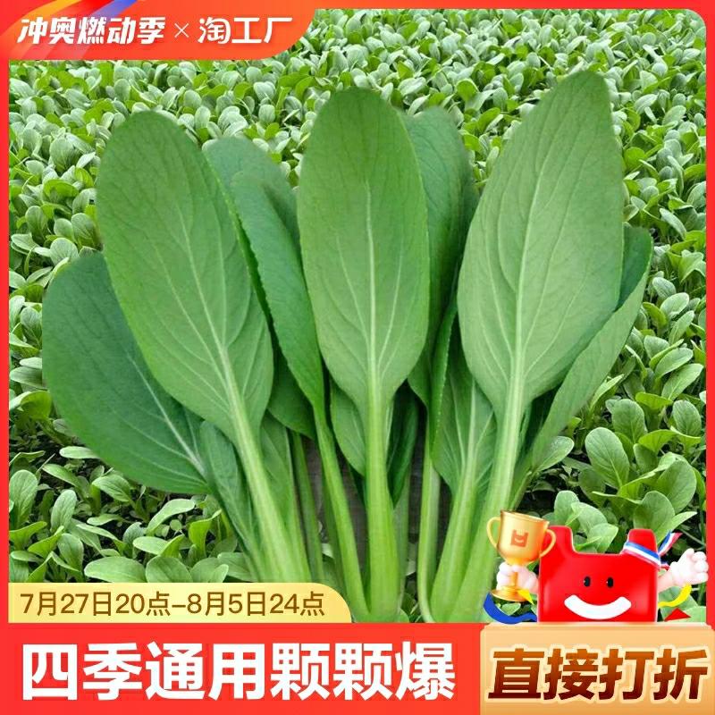 Sementes De Vegetais, Sementes De Repolho Chinês, Sementes De Bok Choy, Sementes De Vegetais Para Cultivo Em Todas As Estações, Cultivo Em Varandas E Jardins.  |   Sementes De Vegetais Sementes De Vegetais Sementes De Vegetais