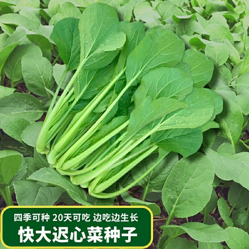 Sementes De Verduras De Coração De Nabo, Sementes De Coração De Nabo Doce De Guangdong, Sementes De Vegetais Resistentes Ao Calor Para Todas As Estações, Sementes De Verduras De Coração De Nabo Pequeno.  |   Sementes De Vegetais Sementes De Vegetais Sementes De Vegetais