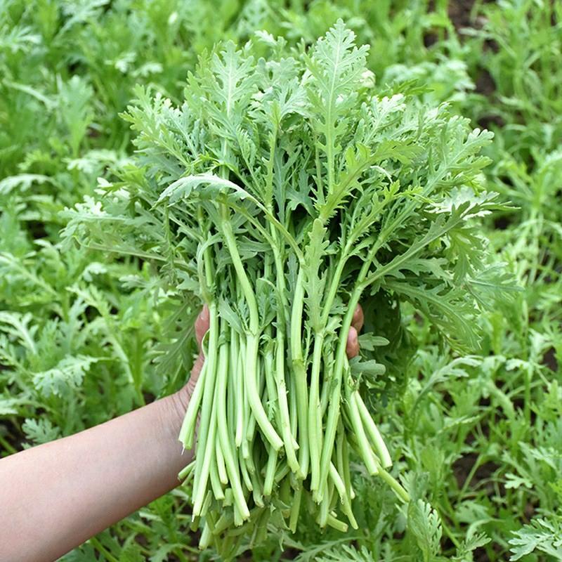 Sementes De Verduras De Pequeno-Leque: Um Guia Completo Para Sementes De Vegetais Durante O Ano Novo E Em Todas As Estações, Sementes De Vegetais De Outono, Cultivo Em Vasos Na Varanda.  |   Sementes De Vegetais Sementes De Vegetais Sementes De Vegetais