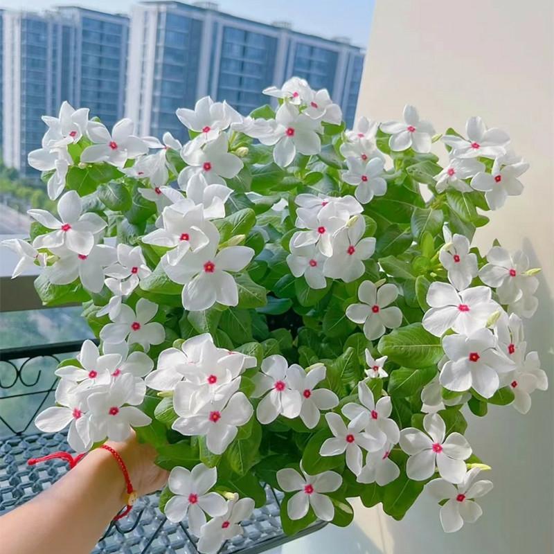 Sementes De Vinca: Floresce O Ano Todo, Fácil De Cultivar, Ideal Para Plantio Em Todas As Estações, Perfeito Para Jardins, Varandas E Vasos, Flores Resistentes Ao Calor.  |   Sementes De Plantas Sementes De Plantas Sementes De Plantas