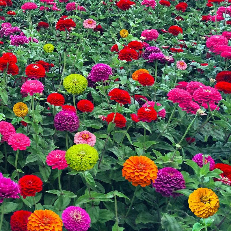 Sementes De Zínia De Flor De Múltiplas Pétalas Para Plantio Em Todas As Estações – Flores De Jardim Para Varanda E Quintal.  |   Sementes De Plantas Sementes De Plantas Sementes De Plantas