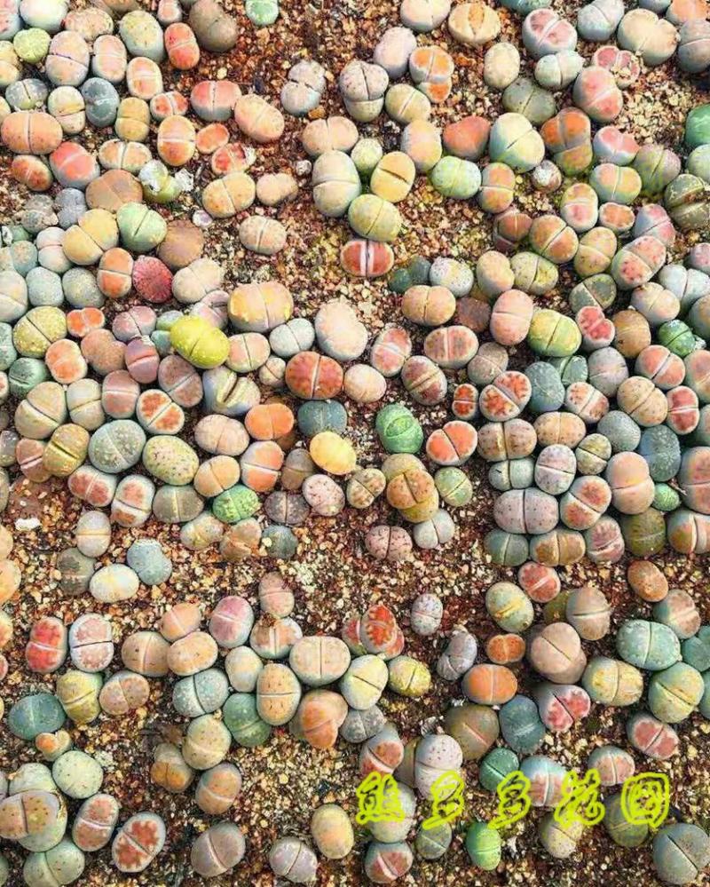 Sementes, Sementes Suculentas, Sementes De Lithops, Sementes De Crassula, Entre Outras.  |   Sementes De Plantas Sementes De Plantas Sementes De Plantas