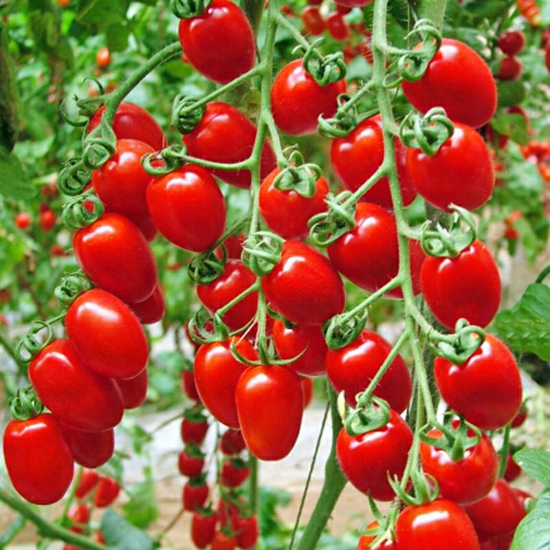 Tomate Cereja, Sementes De Vegetais Para Cultivo Em Casa, Varanda, Telhado, Cultivo De Hortaliças E Pequenos Tomates.  |   Sementes De Frutas Sementes De Frutas Sementes De Frutas