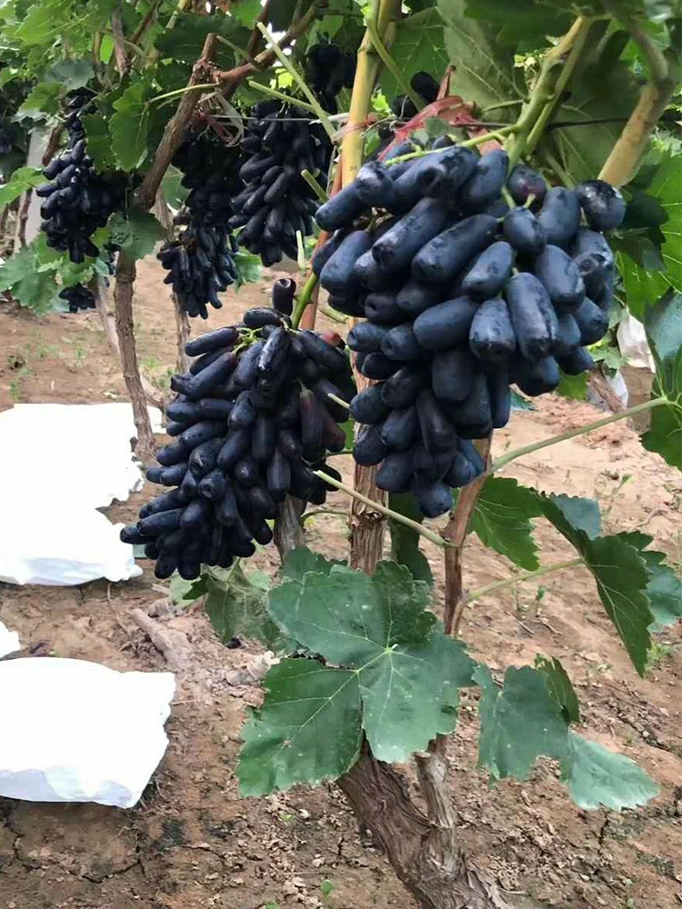 Uva Doce Sem Sementes “Blue Sapphire” De Maturação Tardia, Resistente Ao Frio, Ideal Para Jardins E Cultivo Em Regiões Do Norte E Sul.  |   Muda Muda Muda