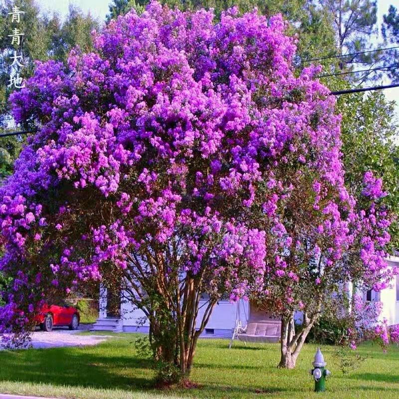 Vasos De Plantas De Jardim Com Mudas De Árvore De Hibisco Roxo, Folhas Roxas, Flores Vermelhas, Múltiplos Troncos, Foguete Vermelho Resistente Ao Frio, Mudas De Paisagismo.  |   Muda Muda Muda