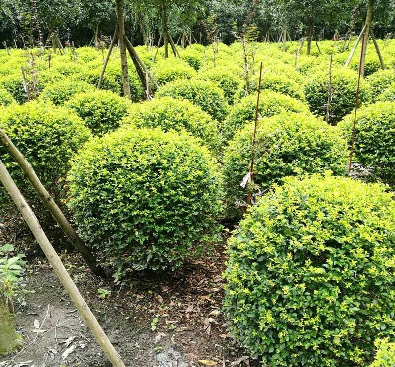 Venda De Mudas De Paisagismo De Sichuan, Plantas Esféricas, Ligustro Dourado, Sempre-Verde Para Jardins Ao Ar Livre Durante Todas As Estações.  |   Muda Muda Muda