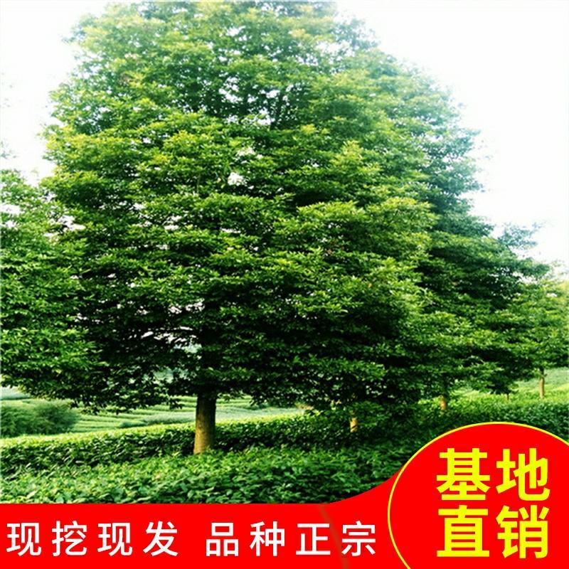 Venda Direta Da Origem: Autêntica Madeira Preciosa De Nanmu De Ya’An, Sichuan, Mudas De Árvores De Pequeno-Leaved Zhenan Para Jardins E Vilas.  |   Muda Muda Muda