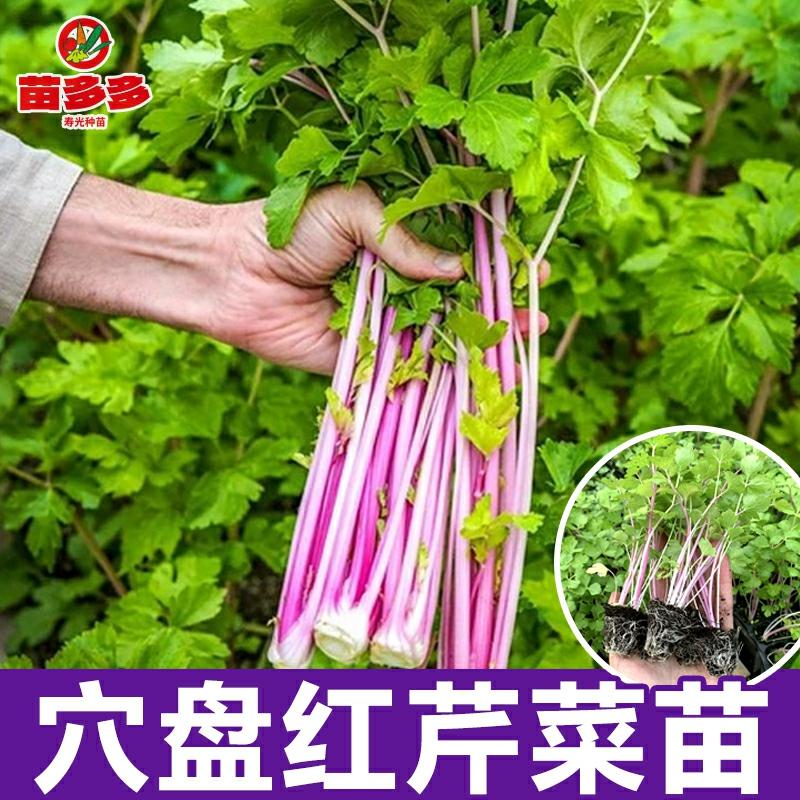 Sementes De Aipo Vermelho, Mudas De Aipo Aromático, Aipo Roxo, Sementes De Vegetais, Cultivo Em Vasos Para O Inverno, Mudas De Vegetais Para Todas As Estações.  |   Sementes De Vegetais Sementes De Vegetais Sementes De Vegetais