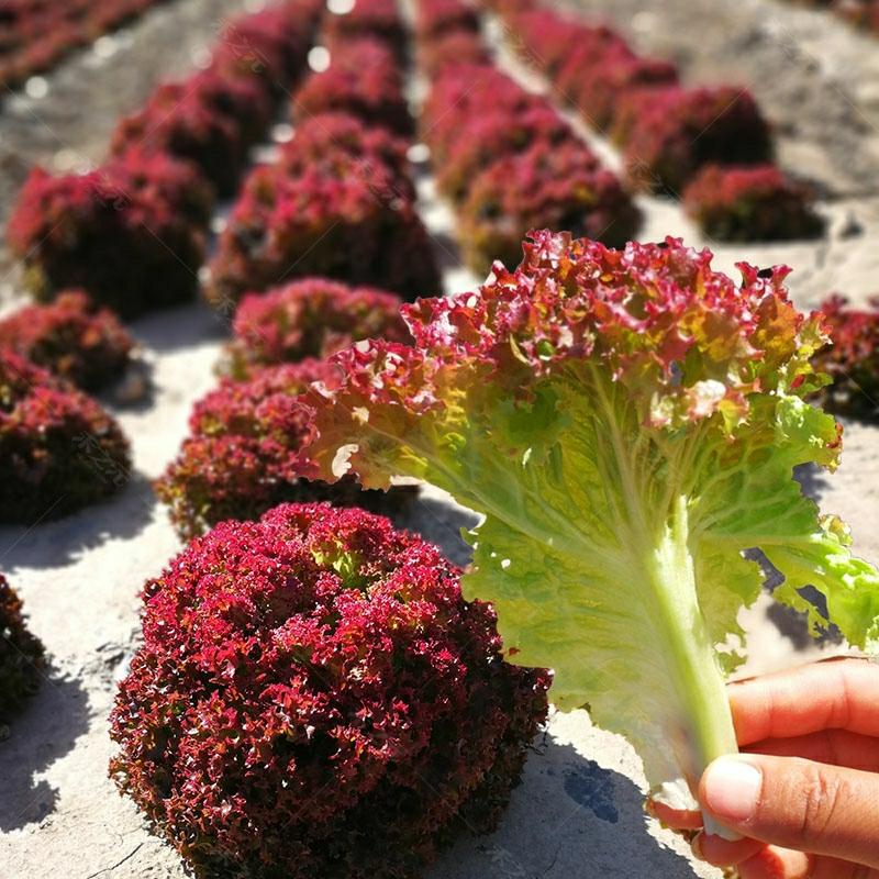 Sementes De Alface Roxa Rosa, Vegetais Roxos, Sementes De Alface Para Cultivo Em Todas As Estações, Ideal Para Varandas Na Primavera E Verão, Cultivo Hidropônico De Alface.  |   Sementes De Vegetais Sementes De Vegetais Sementes De Vegetais