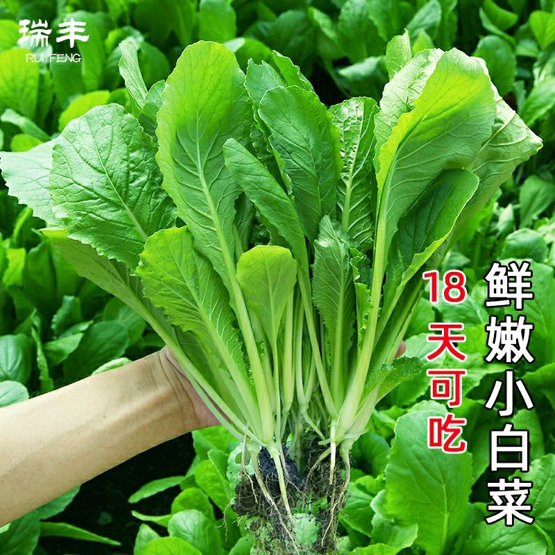 Sementes De Bok Choy Para Cultivo Em Água, Vegetais De Primavera E Outono, Sementes De Vegetais De Crescimento Rápido, Sementes De Alface, Cultivo Em Vasos Na Varanda.  |   Sementes De Vegetais Sementes De Vegetais Sementes De Vegetais