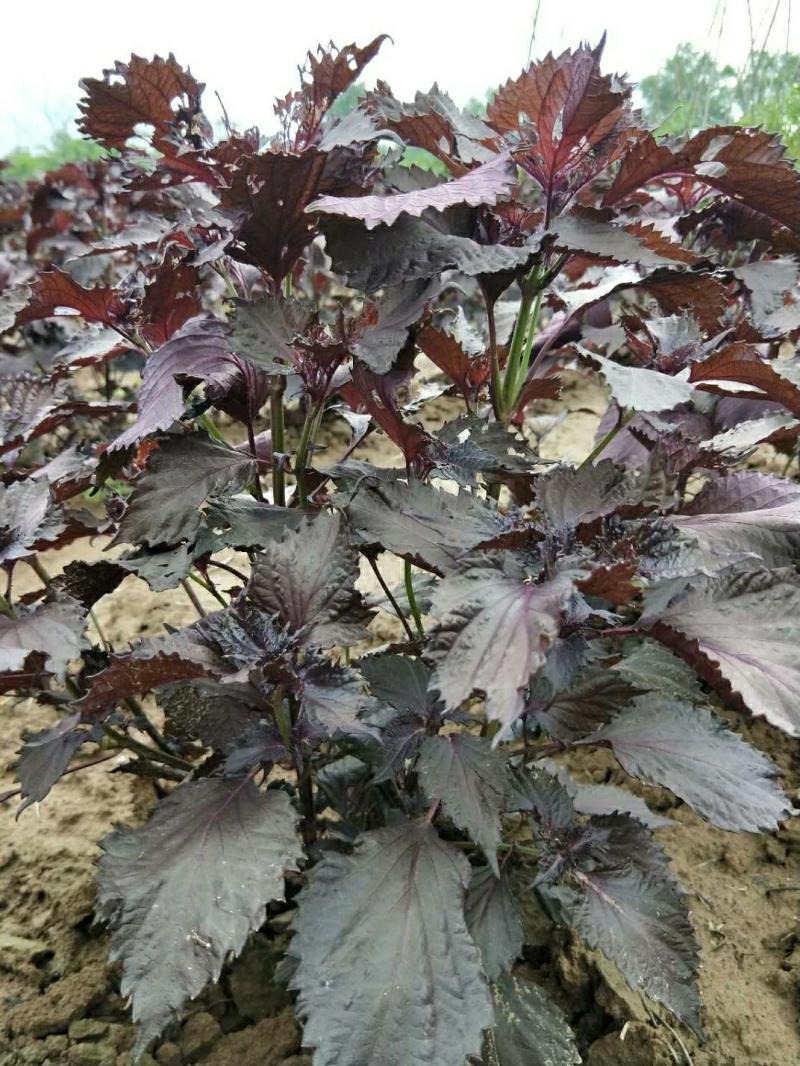 Sementes De Perilla Bicolor, Sementes De Perilla Roxa, Sementes De Perilla De Folha Grande, Cultivo Em Vaso Na Varanda, Vegetais De Quatro Estações, Sementes De Outono E Inverno, Sementes De Perilla Da Primavera.  |   Sementes De Vegetais Sementes De Vegetais Sementes De Vegetais