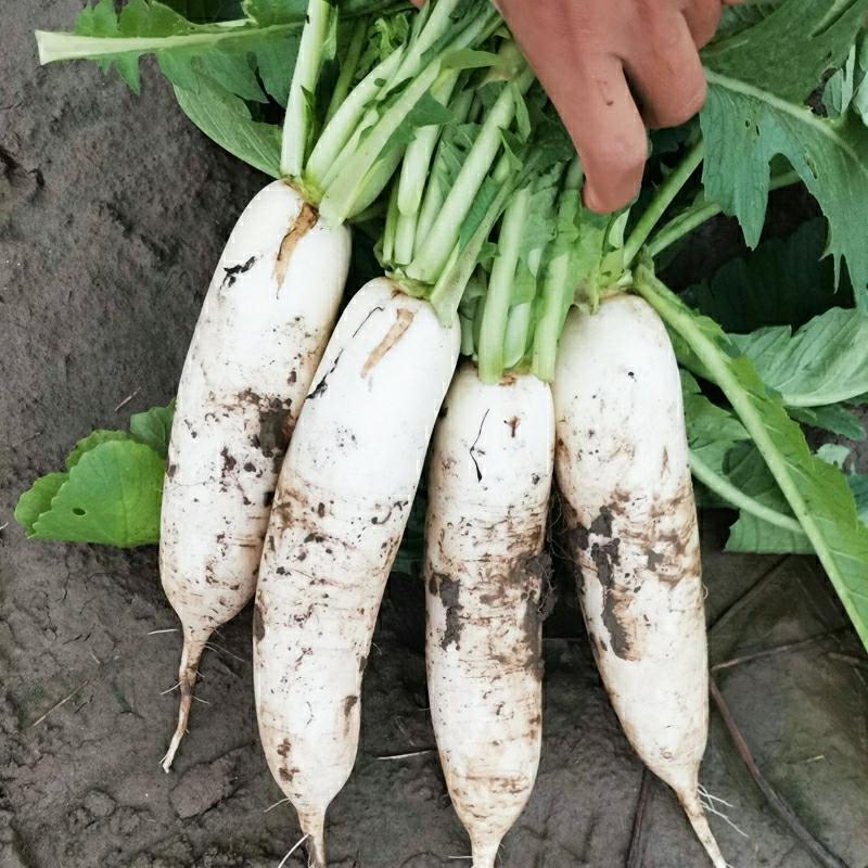 Sementes De Rabanete Branco Da Coreia – Sementes De Rabanete Branco Primavera, Sementes De Legumes, Sementes De Rabanete Grande, Sementes De Rabanete Branco De Nove Quilos.  |   Sementes De Vegetais Sementes De Vegetais Sementes De Vegetais