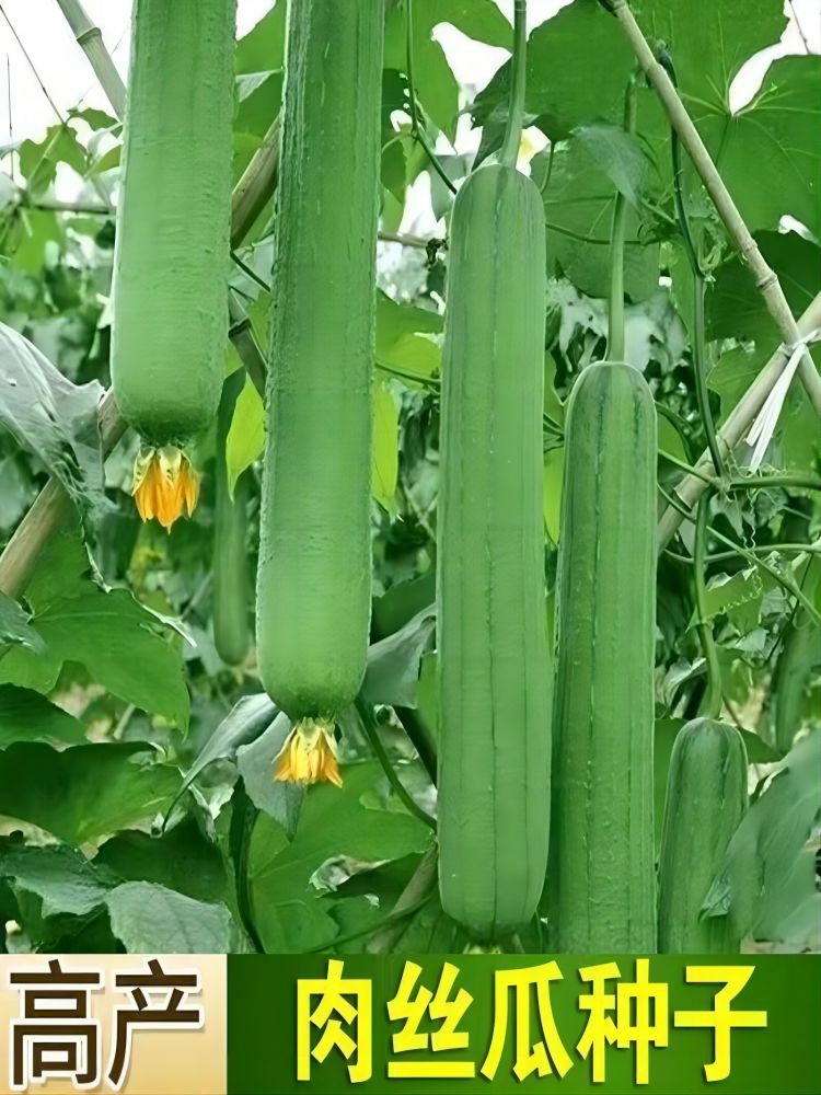 Sementes De Abóbora De Carne Alta Produtividade E Maturação Precoce, Abóbora De Aroma Fresco Para Todas As Estações, Fácil De Cultivar Em Varandas, Sementes De Vegetais E Frutas Aromáticas.  |   Sementes De Frutas Sementes De Frutas Sementes De Frutas