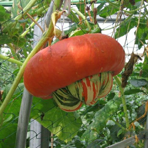 Sementes De Cabaça Aromática – Plantio De Frutas E Legumes De Primavera, Verão, Outono E Inverno – Sementes De Abóbora Para Jardinagem Em Vasos, Varandas E Jardins, Plantas Trepadeiras Para Sombra.  |   Sementes De Frutas Sementes De Frutas Sementes De Frutas