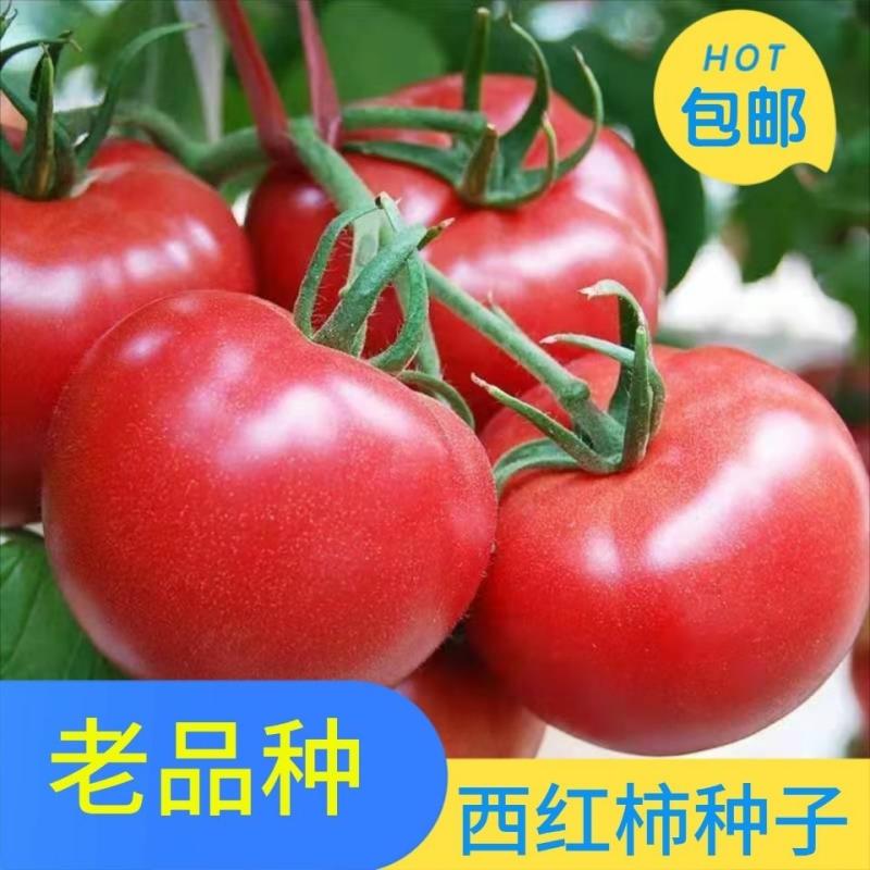 Sementes De Tomate De Alta Produtividade, Super Doces E Grandes, Tomates Vermelhos Grandes, Resistentes Ao Calor, Sementes De Vegetais E Frutas Para Primavera E Outono.  |   Sementes De Frutas Sementes De Frutas Sementes De Frutas